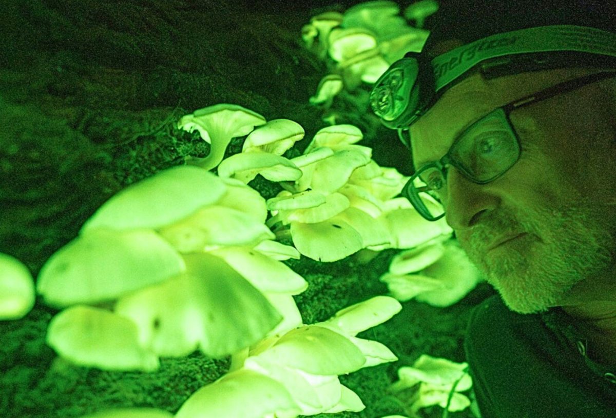 Bioluminescence in the Illawarra