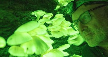 Glow worms, gum trees and rock pools: Shellharbour’s wild month of nature events