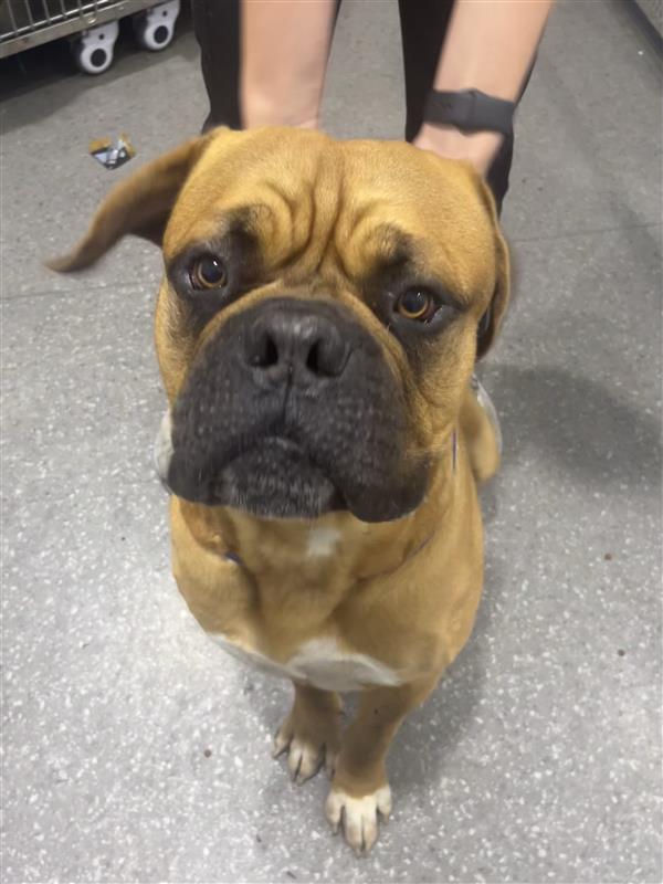 All Hades wants is to hang out with you and make you happy - do you have room for this big boofhead?