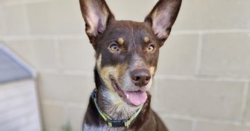 RSPCA Illawarra’s Pets of the Week: Meet Jax and Matilda