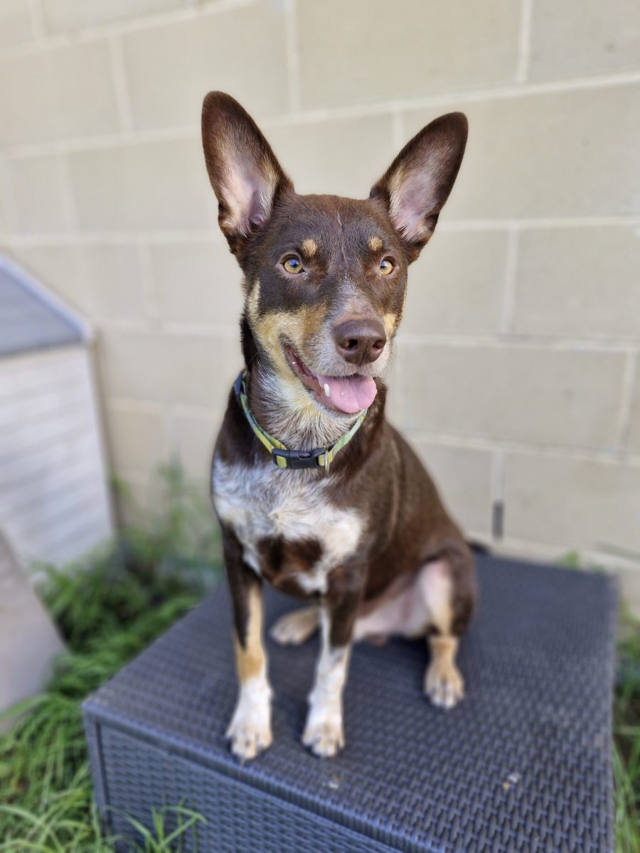 Jax is a handsome, active boy looking for someone he can devote himself to.