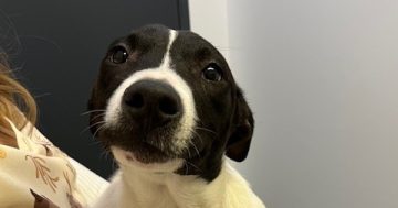 Wollongong Pet Connection's Pets of the Week: Meet Lennox and Moxie!