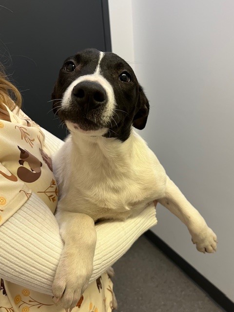 Lennox is looking for a home where he can play all day and snuggle all night.