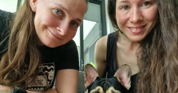 South Coast musical duo’s clever house-sitting move to beat rising costs