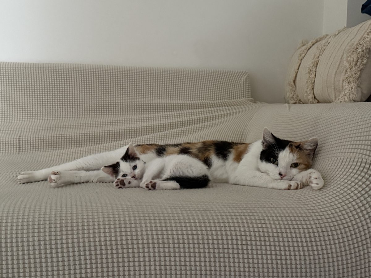 Being photogenic is the family business for mum Margo and kitten Josie. Do you need them to model the comfort of your sofa?