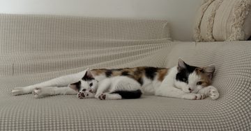 Wollongong Pet Connection's Pets of the Week: Meet Margo, Josie and Hades!