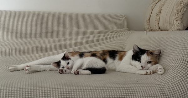 Wollongong Pet Connection's Pets of the Week: Meet Margo, Josie and Hades!