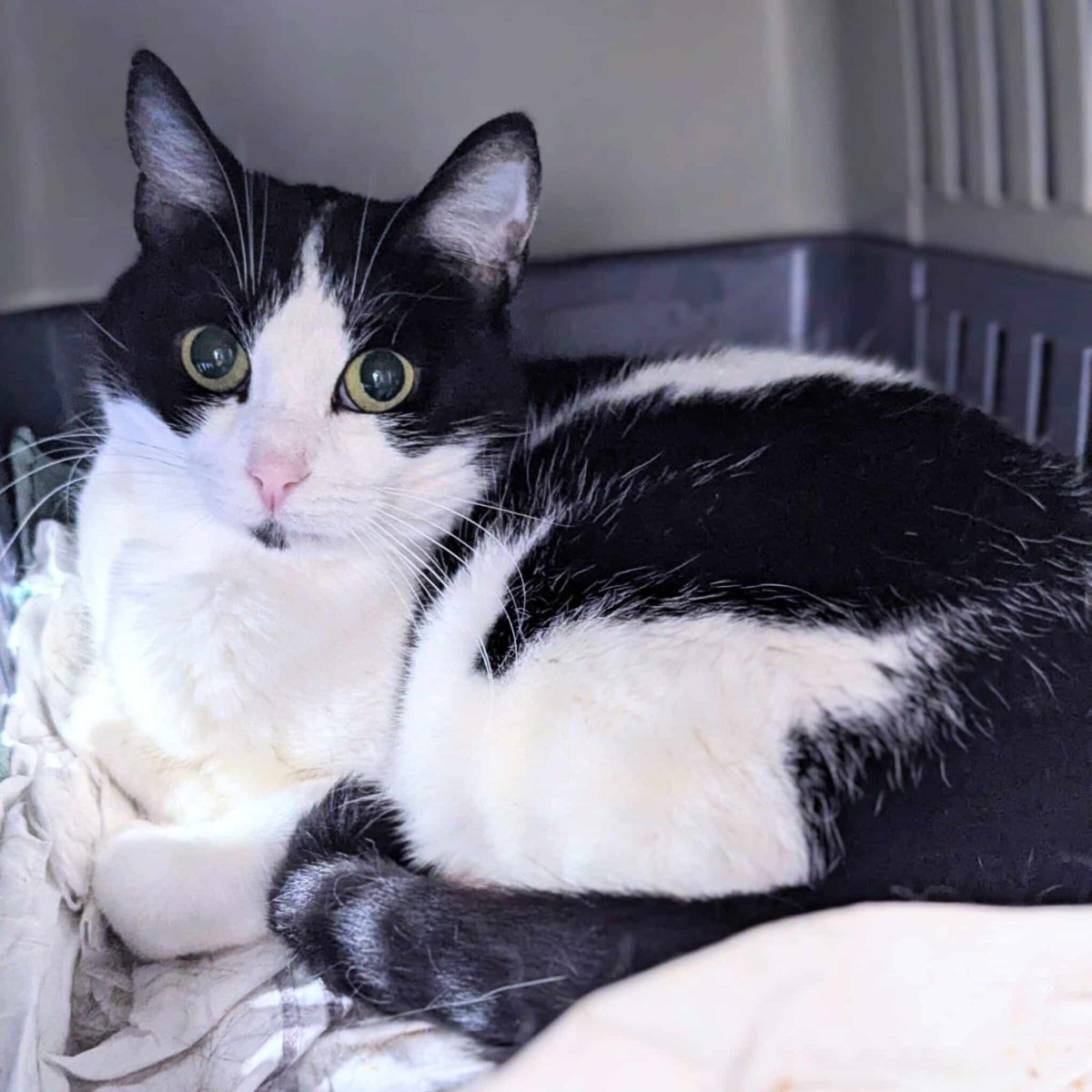 Sweet, shy Matilda is looking for a home where she can learn that life is pretty good after all.