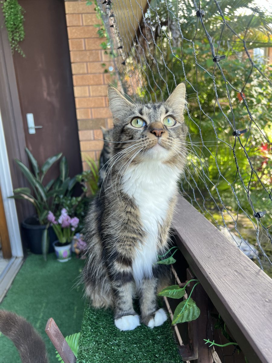 Loyal and loving Moxie is looking for a home where she can be your dedicated companion.
