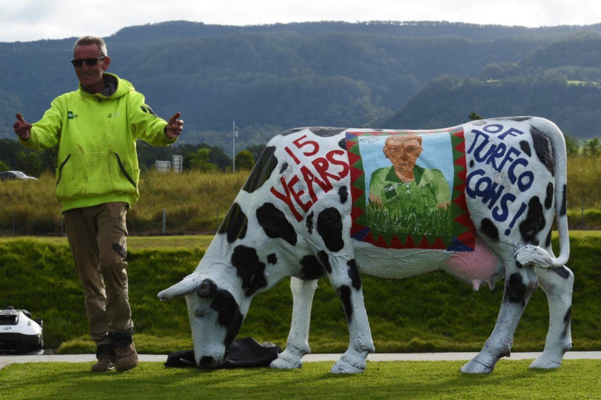Scott Parker Turfco Cows
