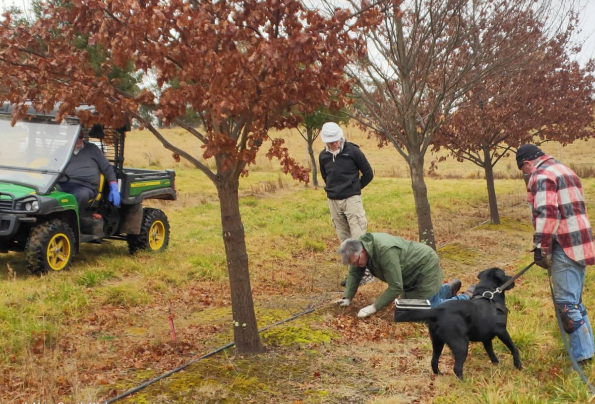 Truffle hunters Oberon