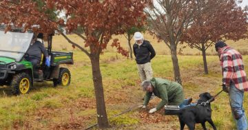 Sniffing out something special? Follow the first Illawarra truffle trail this winter