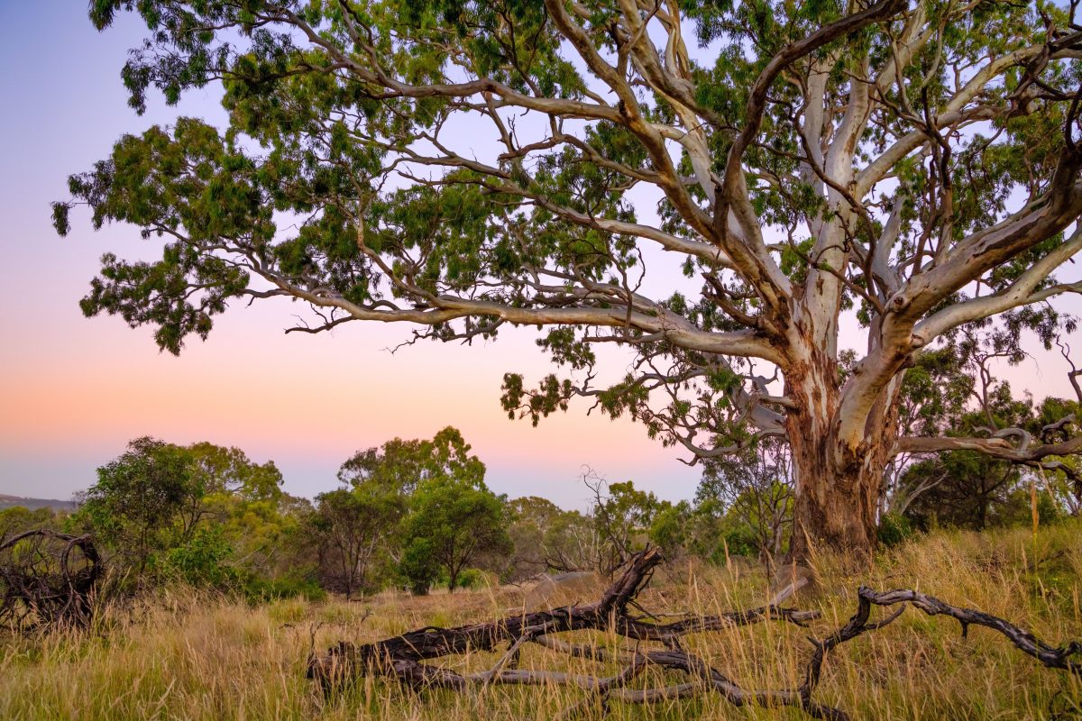 Australian gum tree in bushland at dusk