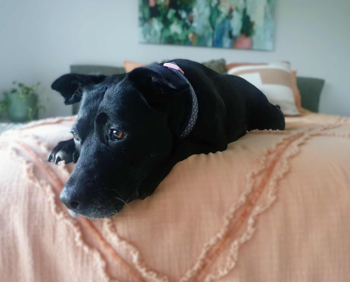 dog on a bed
