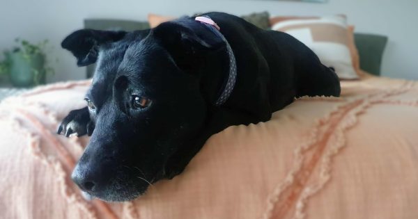After 310 days in care, why can't sweet Juno find a home?