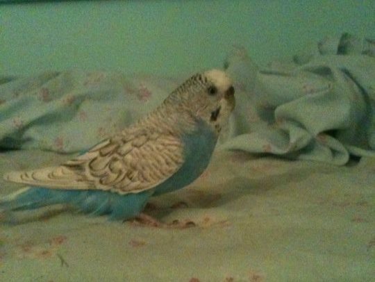Budgie