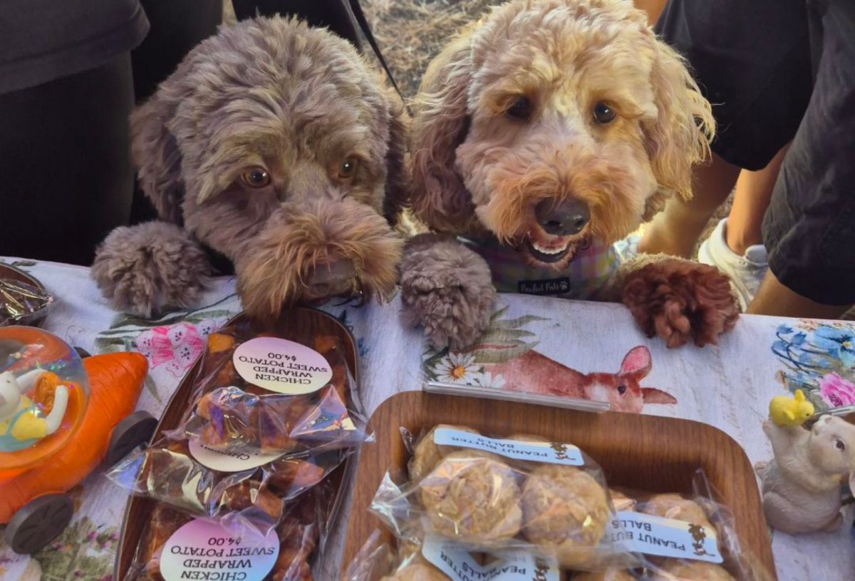 All Natural Homemade Dog Treats By Amanda