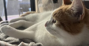Wollongong Pet Connection's Pets of the Week: Meet Obi and Billy!