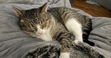 Wollongong Pet Connection's Pets of the Week: Meet Brucie and Reggie!