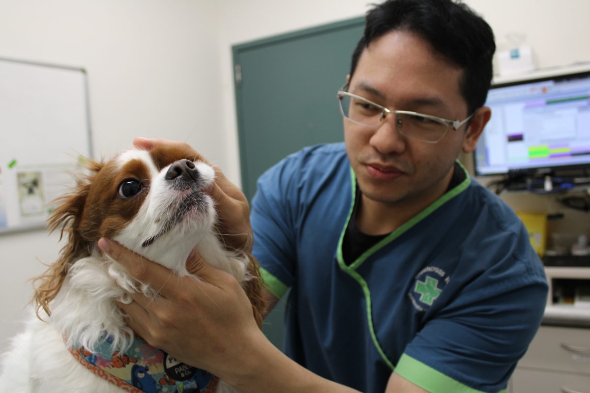 Dr Harry Chang checking a dog's teeth
