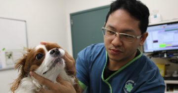 Time to check your pet's pearly whites! Vets warn of dental disease increase in dogs