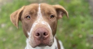 Wollongong Pet Connection's Pets of the Week: Meet Charlie and Della!