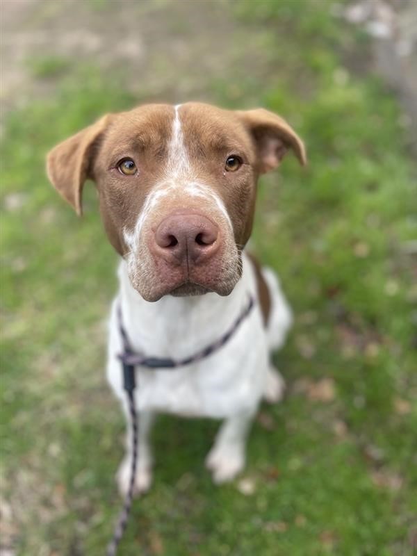 Playful and loving Charlie is looking for a home where he can join the family on all sorts of adventures.
