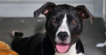 RSPCA Illawarra’s Pets of the Week: Meet Nola and Tam!