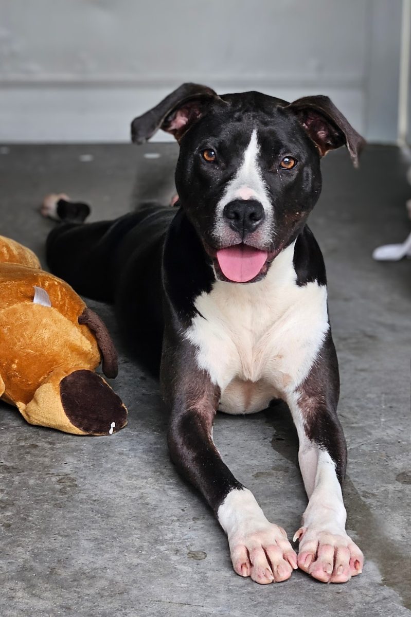 Two-year-old Nola is a typical Amstaff - sweet, sensitive and affectionate.