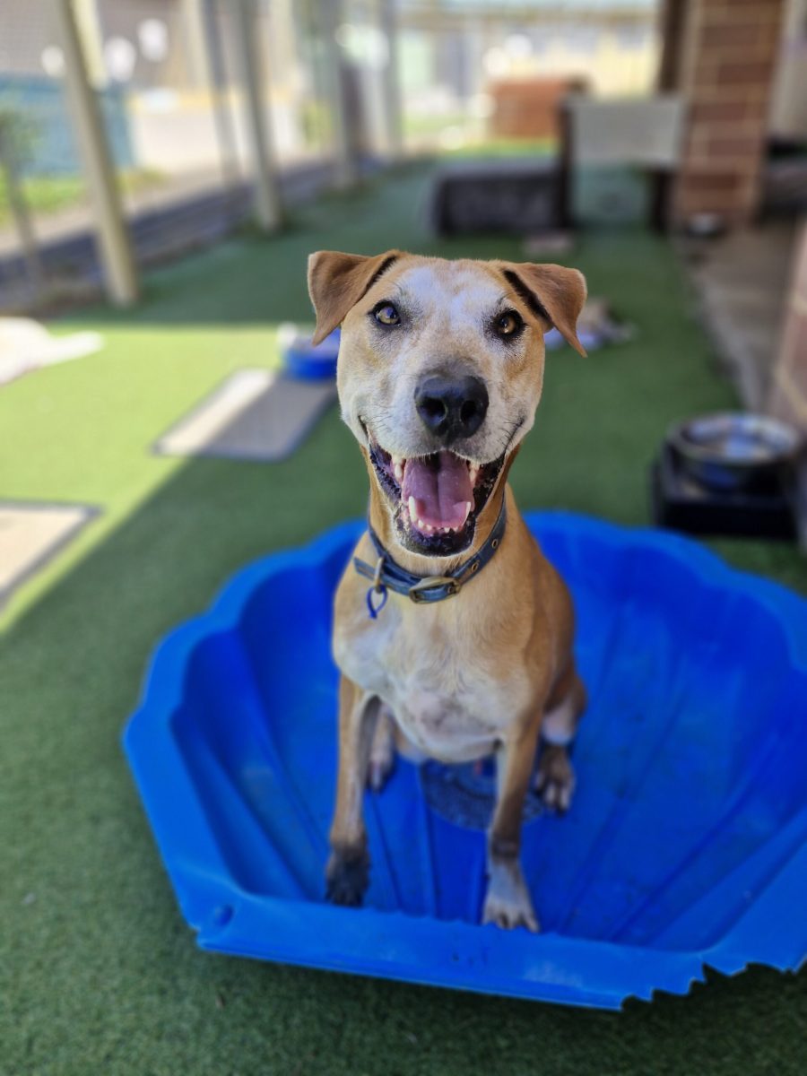 If Rusty fits, he sits - in paddling pools and maybe even on your lap.