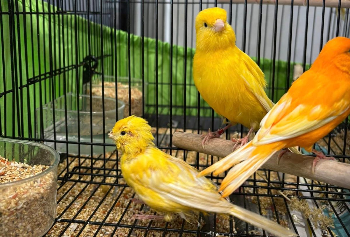 SOS Illawarra Bird Sanctuary and Rescue