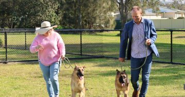 Shellharbour’s lost dogs need homes as council facility nears capacity