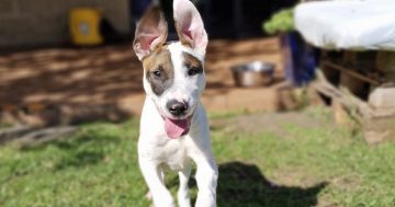 RSPCA Illawarra’s Pets of the Week: Meet Skipper and Rusty!