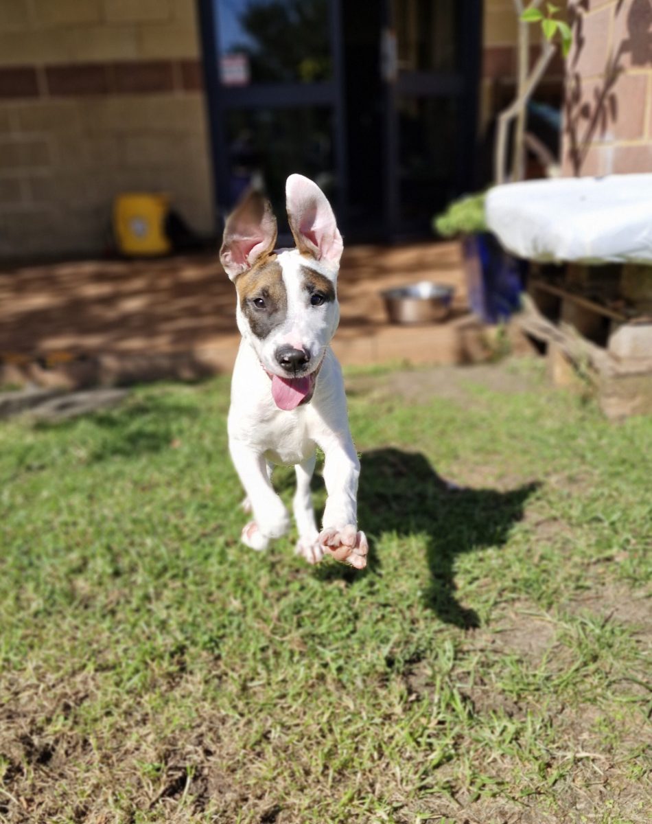 Let Skipper launch himself into your life!