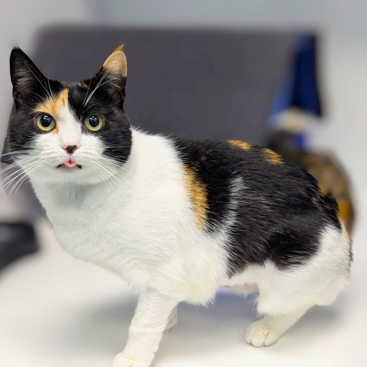 Dignified Tam takes a little while to warm up to new people, but once she does she's your friend furr-ever.