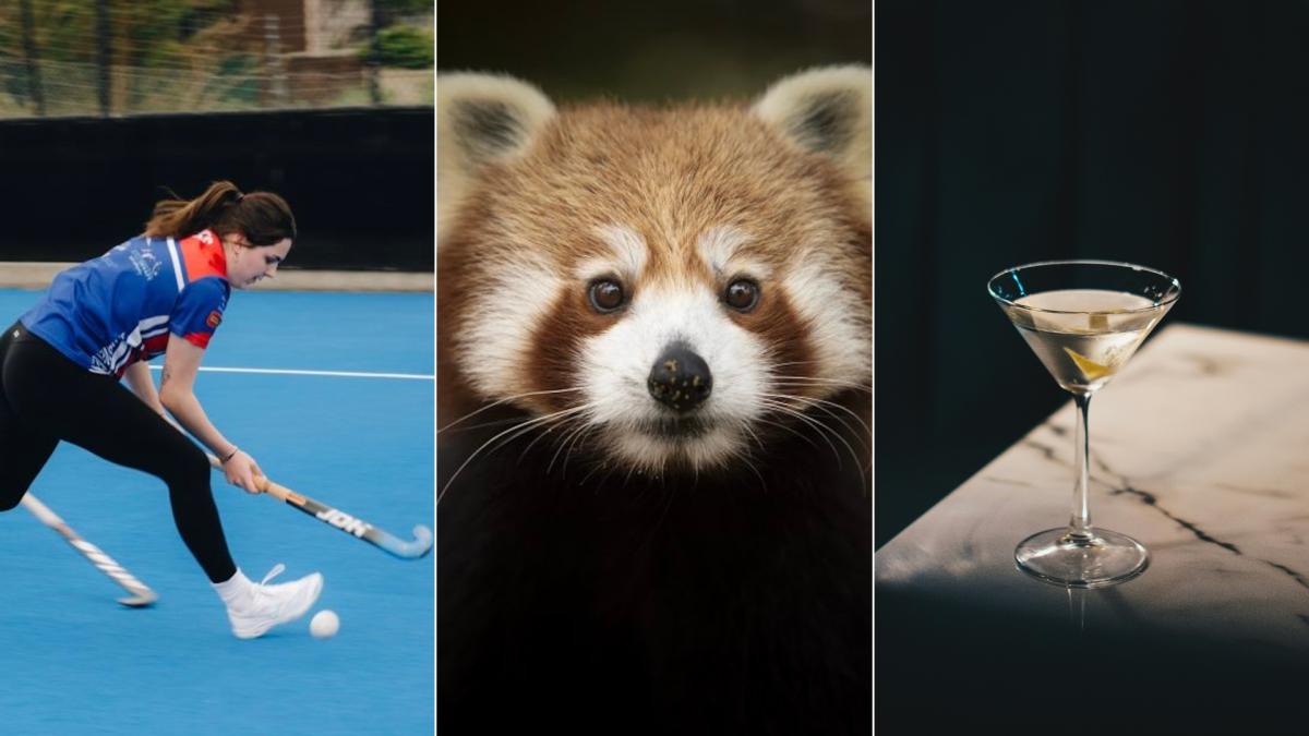 hockey player, animal, martini