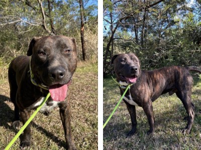 Majestic Brucie is a gentle giant who's easy to please.
