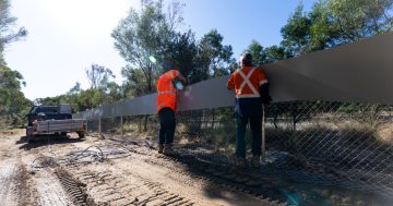 Koala protection measures ramped up on busy roads ahead of breeding season