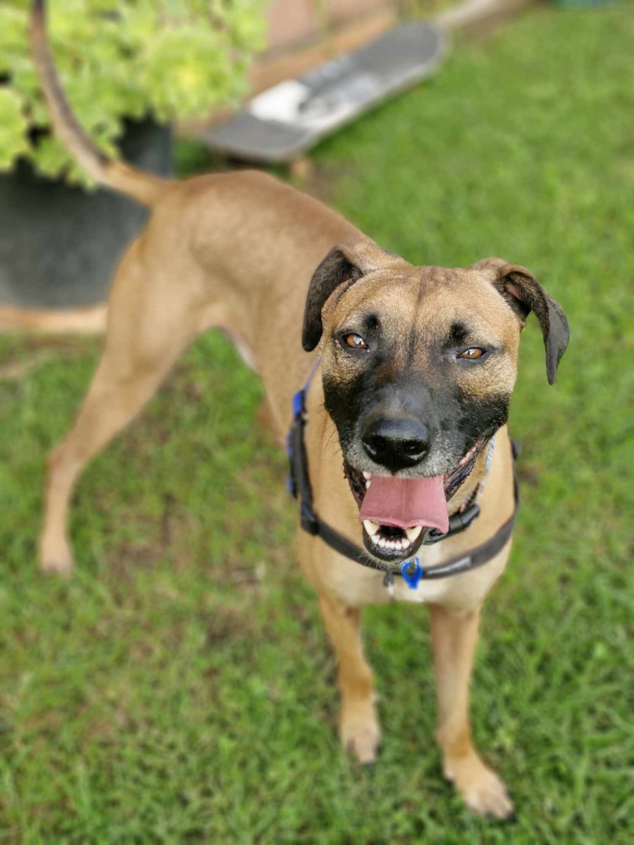 Four-year-old Brownie loves to be on the go, and is looking for an adventure buddy.