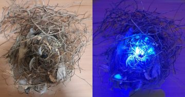 Garbage glow-up: Wollongong after-dark clean-up puts enlightening spin on hidden plastics