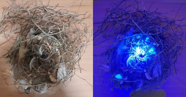 Garbage glow-up: Wollongong after-dark clean-up puts enlightening spin on hidden plastics