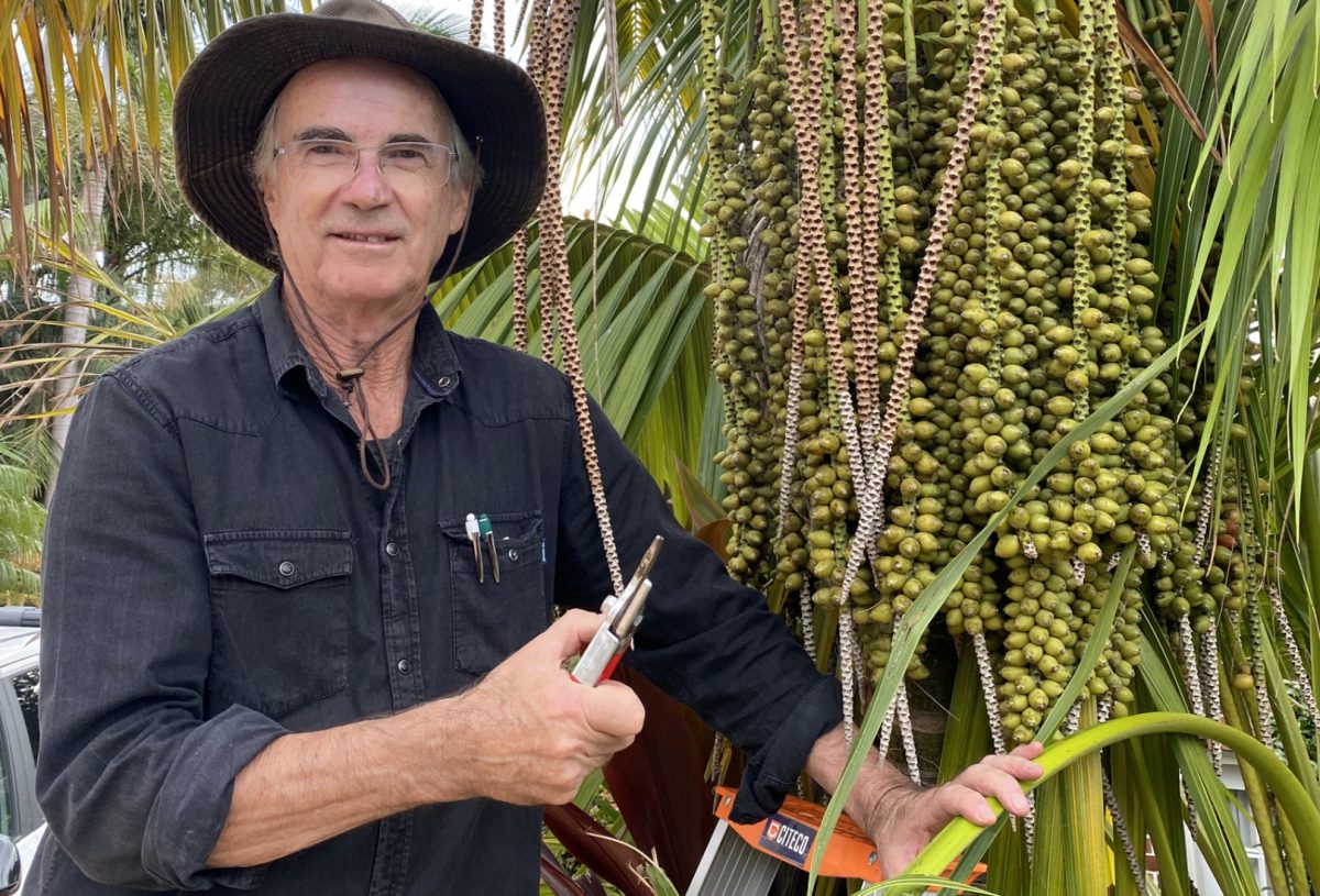 Lance Carr Kentia palm
