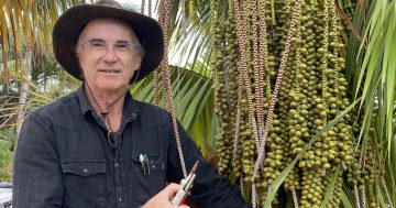 Dapto grower calls on Illawarra to help save Australia’s world-famous Kentia palm