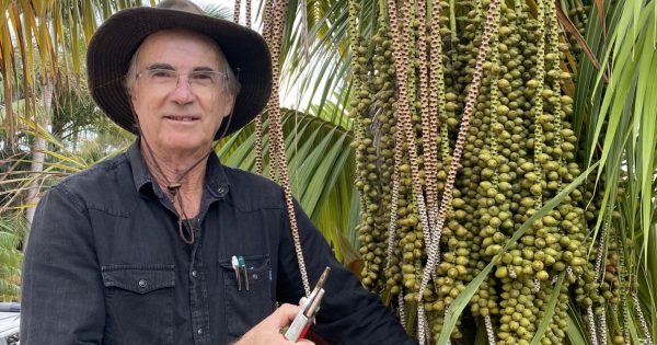 Dapto grower calls on Illawarra to help save Australia’s world-famous Kentia palm