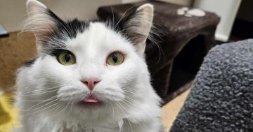 RSPCA Illawarra’s Pets of the Week: Meet Sammy and Pigeon!