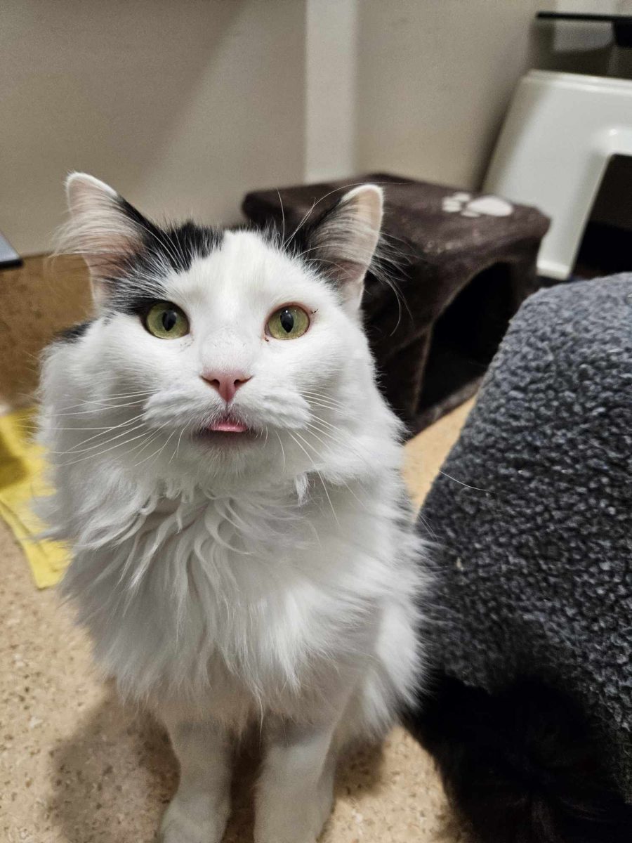 If you like a furry companion who makes you earn your place in their heart, Pigeon is the cat for you. He's also very cute.
