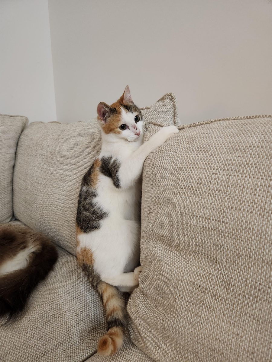 Playful and adaptable Remy is an ideal addition to a home with other pets or children.