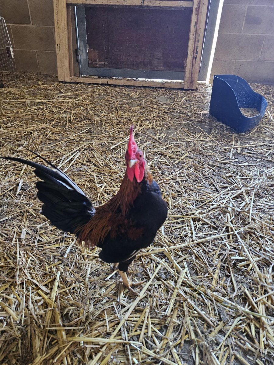 Sammy the bantam is looking for a roost to rule - have you got a flock for him?