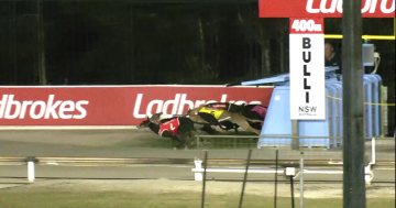 Greyhound destroyed during Bulli Showground race