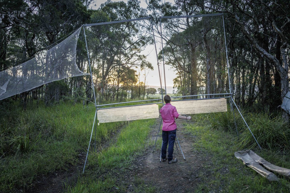 Harp traps being set up